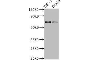 Western Blot Positive WB detected in: THP-1 whole cell lysate, Rat brain tissue All lanes: LILRB1 antibody at 3. (LILRB1 anticorps  (AA 483-650))