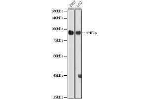 Western blot analysis of extracts of various cell lines, using HNF1α antibody (ABIN3017355, ABIN3017356, ABIN3017357 and ABIN6220050) at 1:1000 dilution. (HNF1A anticorps)