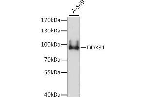 Western blot analysis of extracts of A-549 cells, using DDX31 antibody (ABIN7266695) at 1:1000 dilution. (DDX31 anticorps  (AA 652-851))