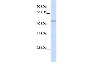 MAP2K2 antibody used at 1 ug/ml to detect target protein.