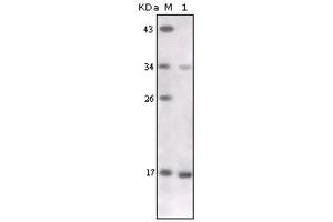 Western Blotting (WB) image for anti-Tumor Necrosis Factor alpha (TNF alpha) antibody (ABIN1846513) (TNF alpha anticorps)