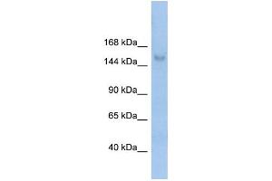 WB Suggested Anti-MOV10L1 Antibody Titration:  0. (MOV10L1 anticorps  (N-Term))