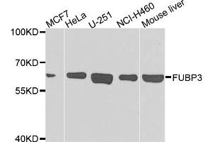 Western blot analysis of extracts of various cells, using FUBP3 antibody. (FUBP3 anticorps)