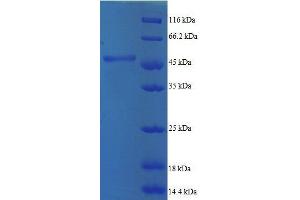 ADP-Ribosylation Factor 5 (ARF5) (AA 2-180), (full length) protein (GST tag)