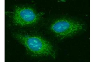 ICC/IF analysis of GOT2 in HeLa cells line, stained with DAPI (Blue) for nucleus staining and monoclonal anti-human GOT2 antibody (1:100) with goat anti-mouse IgG-Alexa fluor 488 conjugate (Green).