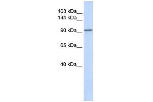 WB Suggested Anti-PAM Antibody Titration:  0. (PAM anticorps  (N-Term))