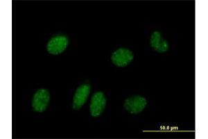Immunofluorescence of purified MaxPab antibody to NPAS2 on HeLa cell. (NPAS2 anticorps  (AA 1-824))