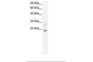 Image no. 1 for anti-Claudin 9 (CLDN9) (C-Term) antibody (ABIN202073) (Claudin 9 anticorps  (C-Term))