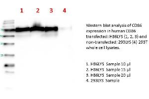 Image no. 1 for CD86 (human): 293T Lysate (ABIN1112260)