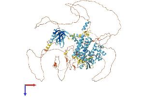 AlphaFold protein structure predicition of Mouse Recombinant Cnksr2 Protein, UniprotID Q80YA9