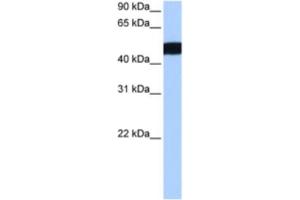 Western Blotting (WB) image for anti-Ciliary Rootlet Coiled-Coil, Rootletin Pseudogene 3 (CROCCP3) antibody (ABIN2463462) (CROCCP3 anticorps)
