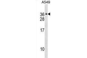 Western Blotting (WB) image for anti-Gem (Nuclear Organelle) Associated Protein 8 (GEMIN8) antibody (ABIN2999841) (GEMIN8 anticorps)