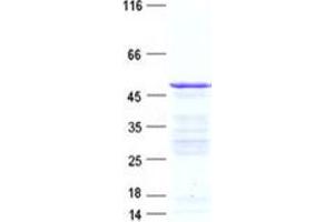 Validation with Western Blot (FCRLB Protein (His tag))