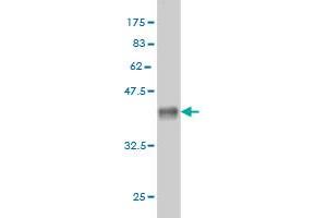 Western Blot detection against Immunogen (36.
