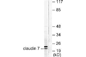 Western blot analysis of extracts from 293 cells, using Claudin 7 antibody (#C0153). (Claudin 7 anticorps)