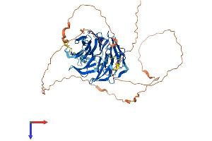 AlphaFold protein structure predicition of Human Recombinant WDR25 Protein, UniprotID Q64LD2