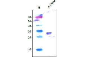 Western Analysis of anti-human ESAM. (ESAM anticorps  (AA 30-248))