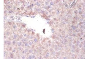 Immunohistochemistry of paraffin-embedded mouse liver tissue using ABIN7169381 at dilution of 1:100