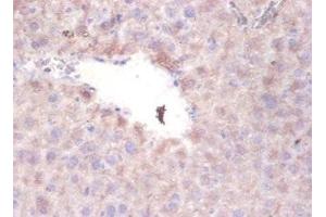 Immunohistochemistry of paraffin-embedded mouse liver tissue using ABIN7169381 at dilution of 1:100 (PON1 anticorps  (AA 2-355))
