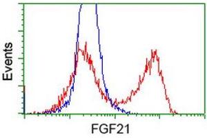 HEK293T cells transfected with either RC204538 overexpress plasmid (Red) or empty vector control plasmid (Blue) were immunostained by anti-FGF21 antibody (ABIN2454489), and then analyzed by flow cytometry. (FGF21 anticorps  (AA 29-209))