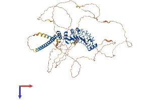 AlphaFold protein structure predicition of Human Recombinant DNAAF1 Protein, UniprotID Q8NEP3