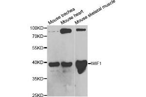 Western Blotting (WB) image for anti-WNT Inhibitory Factor 1 (WIF1) antibody (ABIN1876574) (WIF1 anticorps)