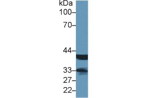 Western Blot; Sample: Rat Lymph node lysate; Primary Ab: 1µg/ml Rabbit Anti-Human LMAN2 Antibody Second Ab: 0.