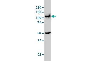 GART monoclonal antibody (M01), clone 4D6-1D5 Western Blot analysis of GART expression in Hela S3 NE . (GART anticorps  (AA 1-433))