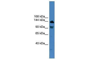 TLR8 antibody used at 0. (TLR8 anticorps  (C-Term))