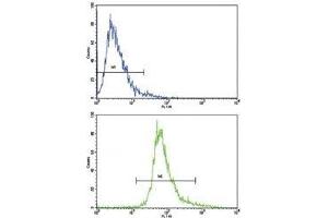 Flow cytometric analysis of CEM cells using BDNF antibody (bottom histogram) compared to a negative control cell (top histogram). (BDNF anticorps  (AA 206-236))