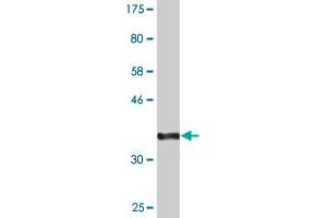 Western Blot detection against Immunogen (36.