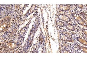 Detection of UCRP in Porcine Small intestine Tissue using Polyclonal Antibody to Ubiquitin Cross Reactive Protein (UCRP) (CLRN1 Antisense RNA 1 (CLRN1-AS1) (AA 2-157) anticorps)