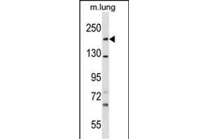 SNED1 Antibody (N-term) (ABIN1539657 and ABIN2849967) western blot analysis in mouse lung tissue lysates (35 μg/lane). (SNED1 anticorps  (N-Term))