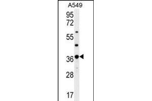OR4M1 Antibody (C-term) (ABIN656148 and ABIN2845483) western blot analysis in A549 cell line lysates (35 μg/lane).