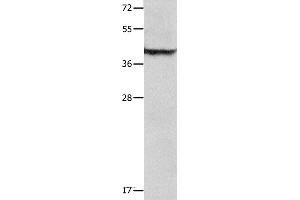 Western blot analysis of Mouse lung tissue , using SERPINB5 Polyclonal Antibody at dilution of 1:1000 (SERPINB5 anticorps)
