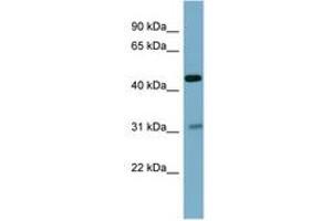 Image no. 1 for anti-Osteomodulin (OMD) (AA 143-192) antibody (ABIN6741845) (Osteomodulin anticorps  (AA 143-192))