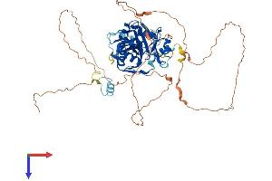 AlphaFold protein structure predicition of Mouse Recombinant Cpeb1 Protein, UniprotID P70166
