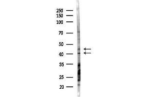 Western blot analysis of lysates from Mouse liver, using EPCR Antibody at 1/1000 dilution.