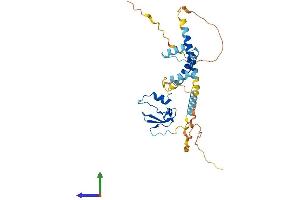 AlphaFold protein structure predicition of Human Recombinant CD74 Protein, UniprotID P04233