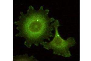 Immunofluorescence microscopy using  Monoclonal anti-HEF1 antibody (clone 14A11) shows detection of HEF1 localized at the centrosome (bright dots) and focal adhesion sites. (NEDD9 anticorps  (AA 82-398))