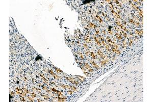 ABIN7094434 and ABIN7098482 at 1/100 staining Rat stomach tissue by IHC-P. (FURIN anticorps  (N-Term))