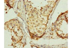 Immunohistochemistry of paraffin-embedded human testis tissue using ABIN7149107 at dilution of 1:100 (UQCRC2 anticorps  (AA 224-453))