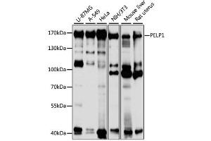 Western blot analysis of extracts of various cell lines, using PELP1 antibody (ABIN1874097) at 1:1000 dilution. (PELP1 anticorps)