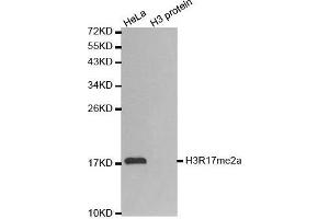 Western Blotting (WB) image for anti-Histone 3 (H3) (H3R17me) antibody (ABIN3023283) (Histone 3 anticorps  (H3R17me))