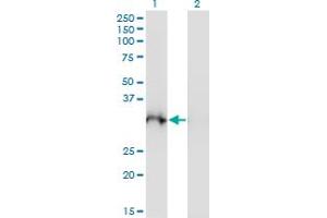 Western Blot analysis of PLSCR3 expression in transfected 293T cell line by PLSCR3 monoclonal antibody (M10), clone 4D11. (PLSCR3 anticorps  (AA 74-165))