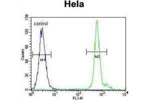 Flow cytometric analysis of Hela cells using EMG1 / C2F  Antibody  (right histogram) compared to a negative control cell (left histogram).