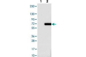 Western blot analysis of Lane 1: Negative control (vector only transfected HEK293T lysate). (Caspase Activity and Apoptosis Inhibitor 1 (CAAP1) anticorps)