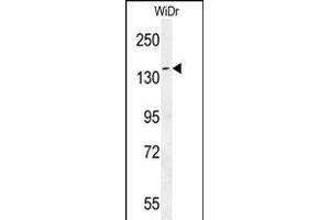 DM1- Antibody (N-term) (ABIN651631 and ABIN2840337) western blot analysis in WiDr cell line lysates (35 μg/lane). (DAAM1 anticorps  (N-Term))