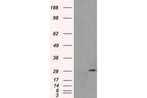 Image no. 2 for anti-Replication Protein A2, 32kDa (RPA2) antibody (ABIN1500735) (RPA2 anticorps)
