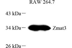 Western blot analysis of PAG608 (ABIN7076285) at dilution of 1: 800 (ZMAT3 anticorps)